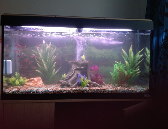 44 gallons freshwater fish tank (mostly fish and non-living decorations) - Tank in mid cycle, no fish yet 44 gallons freshwater fish tank (mostly fish and non-living decorations) - Tank in mid cycle, no fish yet