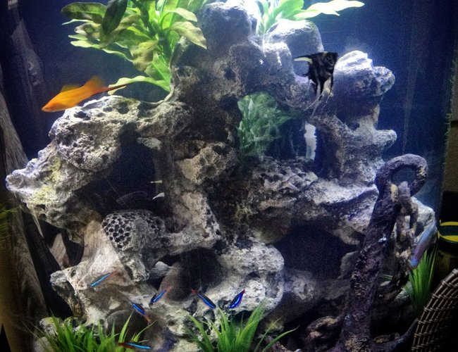 10 gallons freshwater fish tank (mostly fish and non-living decorations) - 10 Gallon Half Moon Tank 10 gallons freshwater fish tank (mostly fish and non-living decorations) - 10 Gallon Half Moon Tank