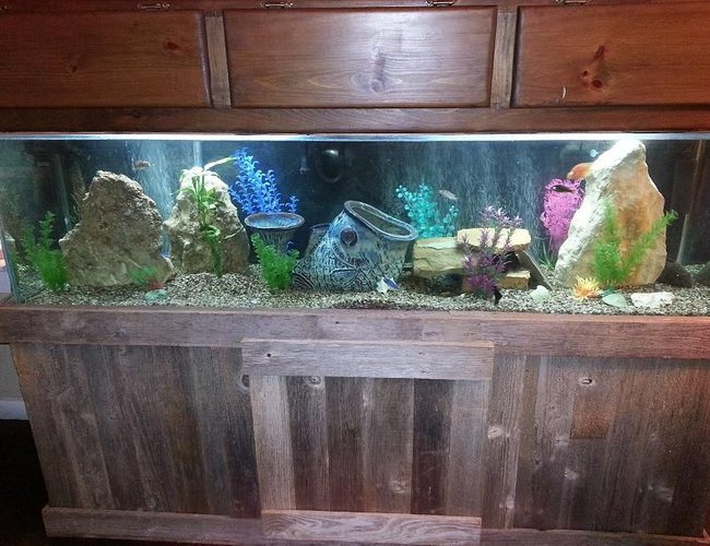 100 gallons freshwater fish tank (mostly fish and non-living decorations) - 100 Gallon Fresh Water Tank 100 gallons freshwater fish tank (mostly fish and non-living decorations) - 100 Gallon Fresh Water Tank