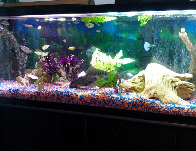 50 gallons freshwater fish tank (mostly fish and non-living decorations) - Check out Plecy and my Mbunas 50 gallons freshwater fish tank (mostly fish and non-living decorations) - Check out Plecy and my Mbunas