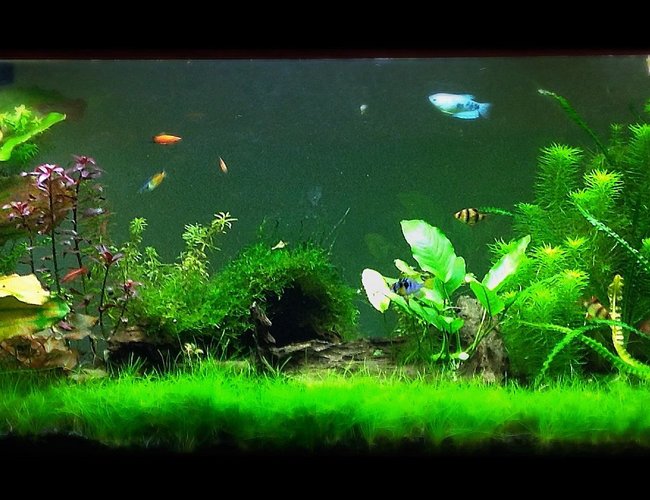 125 gallons freshwater fish tank (mostly fish and non-living decorations) - 125 gallon tank 125 gallons freshwater fish tank (mostly fish and non-living decorations) - 125 gallon tank