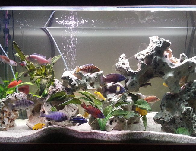 85 gallons freshwater fish tank (mostly fish and non-living decorations) - 85 Gallon freshwater aquarium with
texas holey rock and decorative
plants, Changed it up after 3 years
so give it something new. 85 gallons freshwater fish tank (mostly fish and non-living decorations) - 85 Gallon freshwater aquarium with
texas holey rock and decorative
plants, Changed it up after 3 years
so give it something new.