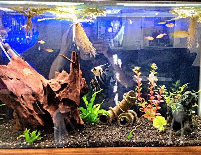 45 gallons freshwater fish tank (mostly fish and non-living decorations) - 3 foot community tank with angels,
gouramis, red eye tetras, red blue columbian tetras &
bristlenose catfish 45 gallons freshwater fish tank (mostly fish and non-living decorations) - 3 foot community tank with angels,
gouramis, red eye tetras, red blue columbian tetras &
bristlenose catfish