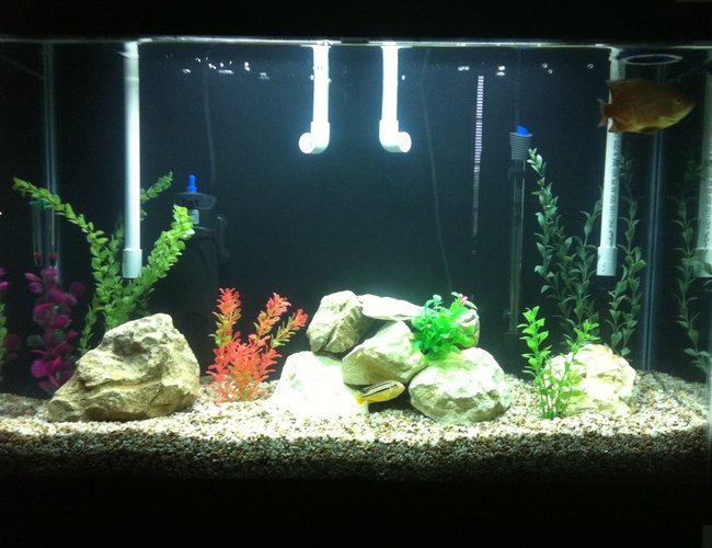 45 gallons freshwater fish tank (mostly fish and non-living decorations) - My 45 Gallon Tall Cichlid Tank. 45 gallons freshwater fish tank (mostly fish and non-living decorations) - My 45 Gallon Tall Cichlid Tank.