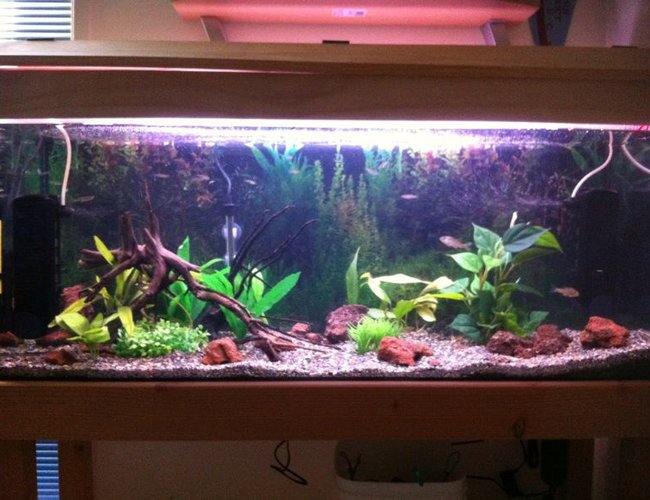 90 gallons freshwater fish tank (mostly fish and non-living decorations) - My freshwater setup. Exploring a new look so tell me what you think (: 90 gallons freshwater fish tank (mostly fish and non-living decorations) - My freshwater setup. Exploring a new look so tell me what you think (: