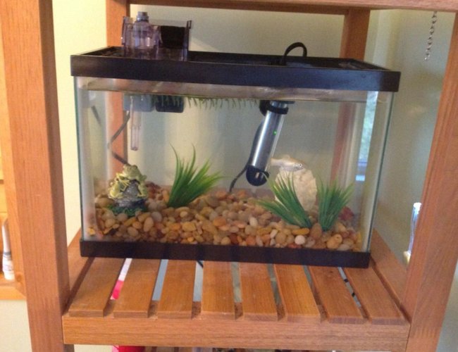 3 gallons freshwater fish tank (mostly fish and non-living decorations) - My tank is 2.5 gallons and
contains:
One female sailfin Molly,
One male orange platy,
3 or so Molly fry. 3 gallons freshwater fish tank (mostly fish and non-living decorations) - My tank is 2.5 gallons and
contains:
One female sailfin Molly,
One male orange platy,
3 or so Molly fry.