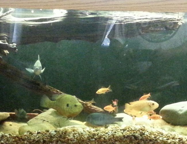 125 gallons freshwater fish tank (mostly fish and non-living decorations) - 125g tank Non traditional stock.
Crappie. Oscars. Comets. Gar.
Angels. African cichlids. Clown
knife. Parrots. Tin foils 125 gallons freshwater fish tank (mostly fish and non-living decorations) - 125g tank Non traditional stock.
Crappie. Oscars. Comets. Gar.
Angels. African cichlids. Clown
knife. Parrots. Tin foils