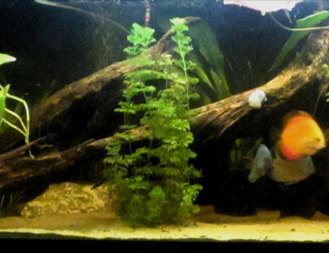 158 gallons freshwater fish tank (mostly fish and non-living decorations) - New set up,old 600 liters tank
Hope you`ll like it :) 158 gallons freshwater fish tank (mostly fish and non-living decorations) - New set up,old 600 liters tank
Hope you`ll like it :)