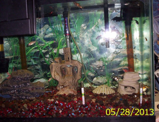 40 gallons freshwater fish tank (mostly fish and non-living decorations) - My family of fish 40 gallons freshwater fish tank (mostly fish and non-living decorations) - My family of fish