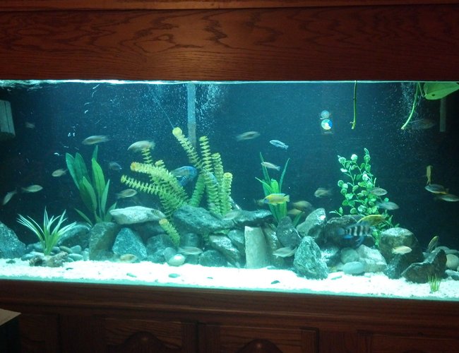 184 gallons freshwater fish tank (mostly fish and non-living decorations) - Cichlid tank. Malawi Haps, peacocks
and 5 mbuna. I also have Tangs and
Vics. Featherfin and spotted Raphael
catfish. 184 gallons freshwater fish tank (mostly fish and non-living decorations) - Cichlid tank. Malawi Haps, peacocks
and 5 mbuna. I also have Tangs and
Vics. Featherfin and spotted Raphael
catfish.