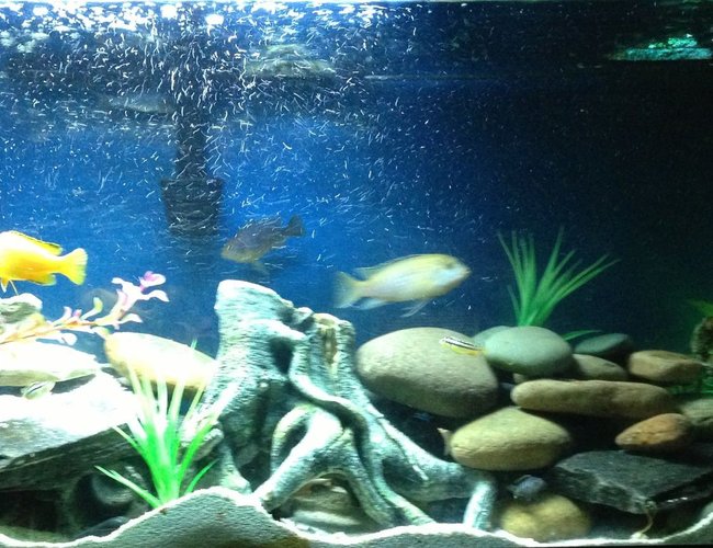 200 gallons freshwater fish tank (mostly fish and non-living decorations) - 55 gallon african cichlids 200 gallons freshwater fish tank (mostly fish and non-living decorations) - 55 gallon african cichlids