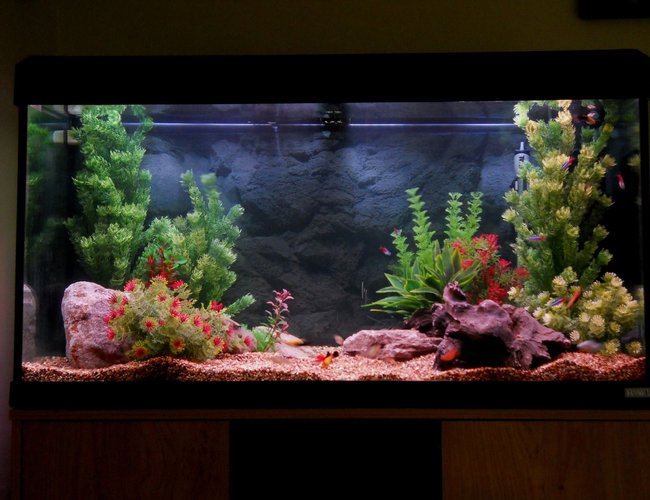 53 gallons freshwater fish tank (mostly fish and non-living decorations) - 200 litre 53 gallons freshwater fish tank (mostly fish and non-living decorations) - 200 litre