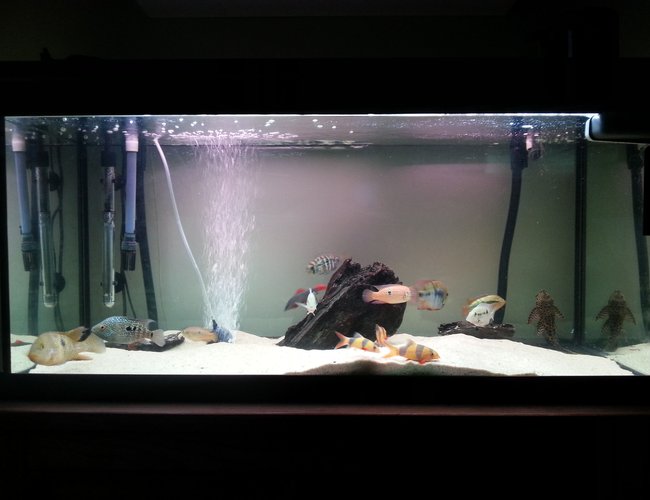 40 gallons freshwater fish tank (mostly fish and non-living decorations) - Cichlids 40 gallons freshwater fish tank (mostly fish and non-living decorations) - Cichlids