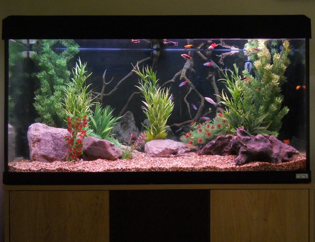 53 gallons freshwater fish tank (mostly fish and non-living decorations) - 200 litre 53 gallons freshwater fish tank (mostly fish and non-living decorations) - 200 litre