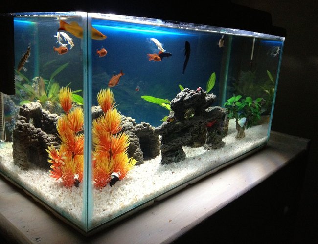 13 gallons freshwater fish tank (mostly fish and non-living decorations) - 2 Month old, 2 foot tank. I have 1 living plant, the rest are fake with rocks. Im busy curing an awesome piece of timber. Fish - Beta, Ramrezi, Raimbow Shark, Cory, Serpae Tetra, Neon Tetra, Pakistani Loach & Swordtail 13 gallons freshwater fish tank (mostly fish and non-living decorations) - 2 Month old, 2 foot tank. I have 1 living plant, the rest are fake with rocks. Im busy curing an awesome piece of timber. Fish - Beta, Ramrezi, Raimbow Shark, Cory, Serpae Tetra, Neon Tetra, Pakistani Loach & Swordtail
