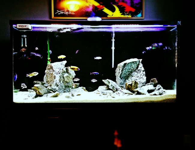 9 gallons freshwater fish tank (mostly fish and non-living decorations) - Got bitten by the Cichlid bug again. Decided to kick it old school and start another African Cichlid tank again. For old times sake. 9 gallons freshwater fish tank (mostly fish and non-living decorations) - Got bitten by the Cichlid bug again. Decided to kick it old school and start another African Cichlid tank again. For old times sake.
