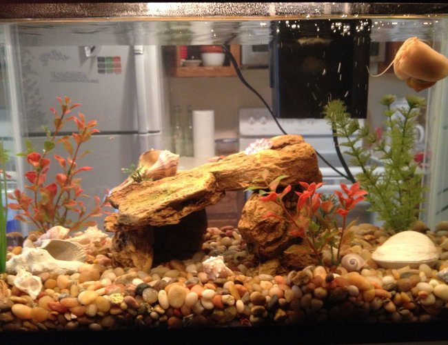 10 gallons freshwater fish tank (mostly fish and non-living decorations) - My own little world:) 10 gallons freshwater fish tank (mostly fish and non-living decorations) - My own little world:)
