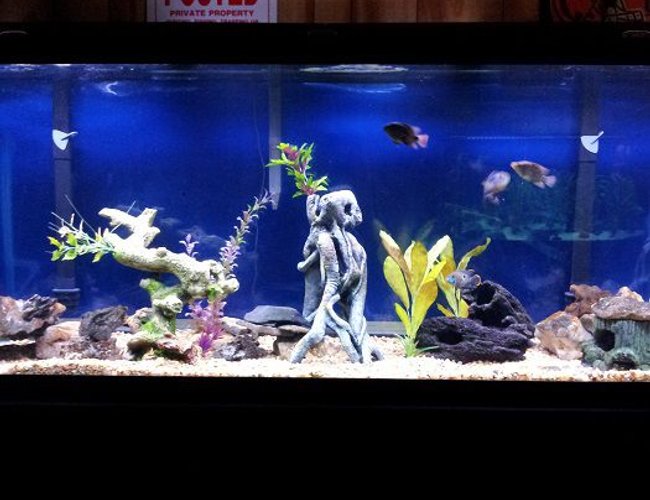 46 gallons freshwater fish tank (mostly fish and non-living decorations) - 150 g with juveniles. 1 Oscar, 1 jack Dempsey, 1 red texas, 1 green terror, 1 blackbelt cichlid, and an eclipse catfish 46 gallons freshwater fish tank (mostly fish and non-living decorations) - 150 g with juveniles. 1 Oscar, 1 jack Dempsey, 1 red texas, 1 green terror, 1 blackbelt cichlid, and an eclipse catfish