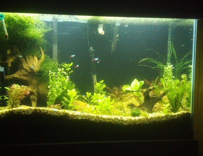 70 gallons freshwater fish tank (mostly fish and non-living decorations) - Stage 2 70 gallons freshwater fish tank (mostly fish and non-living decorations) - Stage 2
