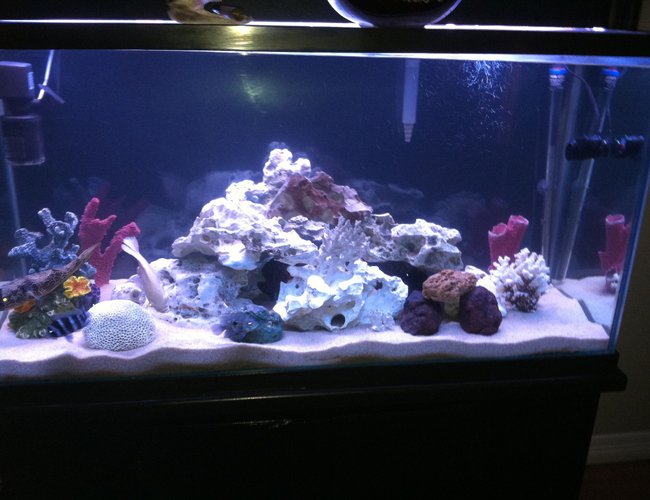 110 gallons freshwater fish tank (mostly fish and non-living decorations) - None 110 gallons freshwater fish tank (mostly fish and non-living decorations) - None