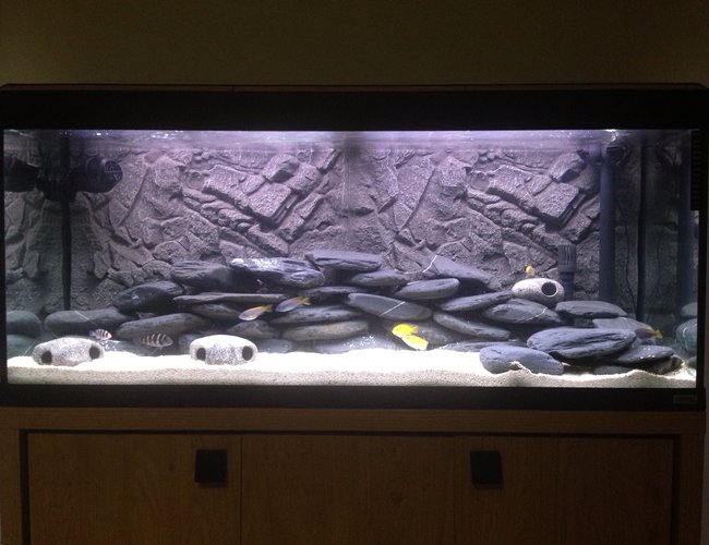 50 gallons freshwater fish tank (mostly fish and non-living decorations) - Malawi setup 50 gallons freshwater fish tank (mostly fish and non-living decorations) - Malawi setup