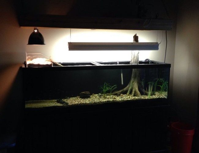 125 gallons freshwater fish tank (mostly fish and non-living decorations) - 125 gallon freshwater with custom above tank turtle basking area 125 gallons freshwater fish tank (mostly fish and non-living decorations) - 125 gallon freshwater with custom above tank turtle basking area