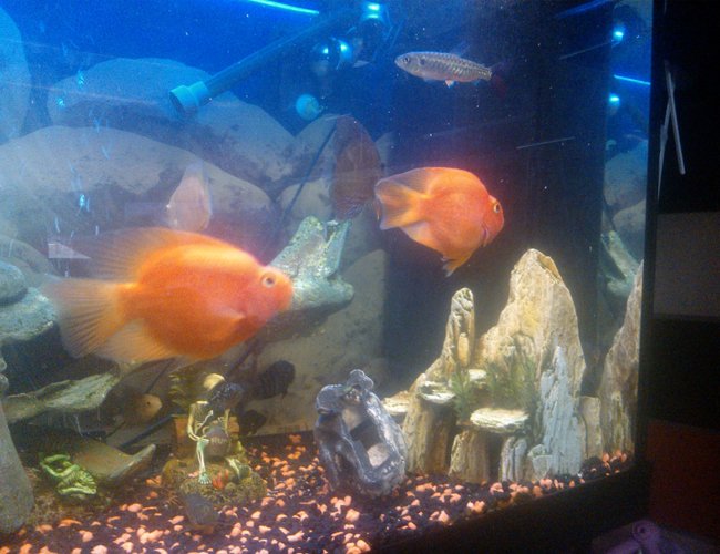 65 gallons freshwater fish tank (mostly fish and non-living decorations) - my tank ;) 65 gallons freshwater fish tank (mostly fish and non-living decorations) - my tank ;)