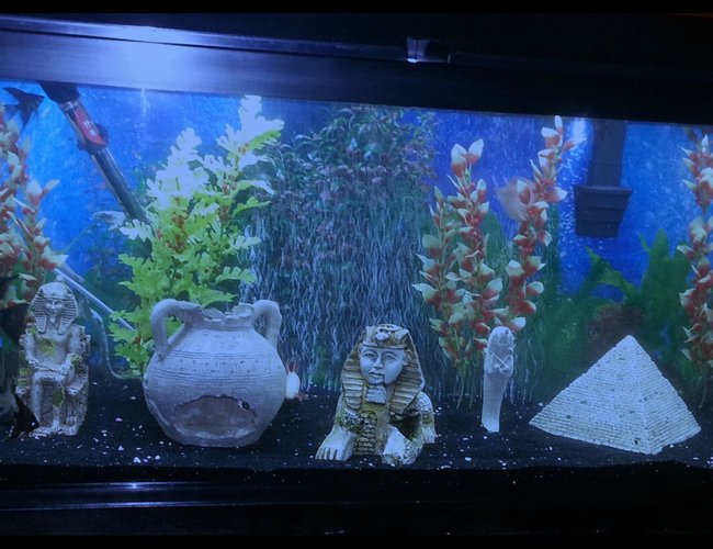 50 gallons freshwater fish tank (mostly fish and non-living decorations) - My 50 gallon fresh water tank. 50 gallons freshwater fish tank (mostly fish and non-living decorations) - My 50 gallon fresh water tank.