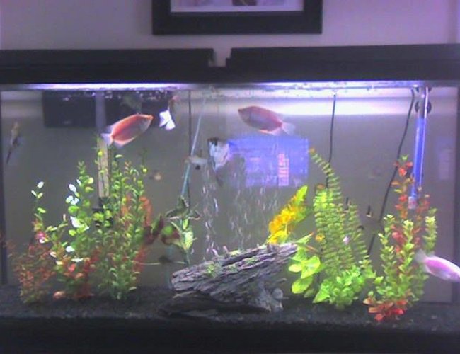60 gallons freshwater fish tank (mostly fish and non-living decorations) - before the live plants 60 gallons freshwater fish tank (mostly fish and non-living decorations) - before the live plants