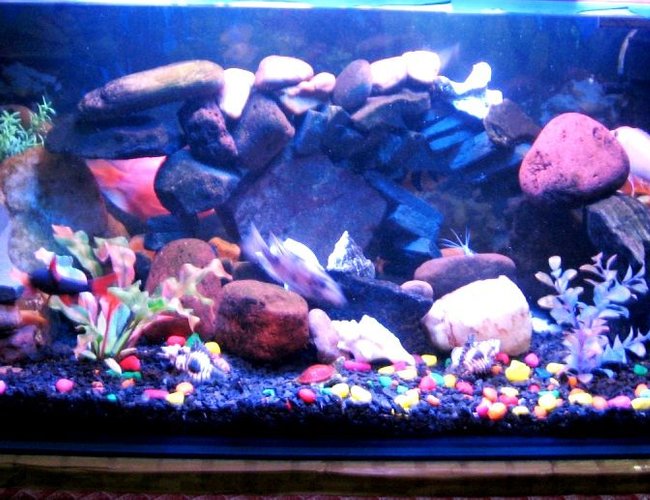 40 gallons freshwater fish tank (mostly fish and non-living decorations) - ayantika 40 gallons freshwater fish tank (mostly fish and non-living decorations) - ayantika