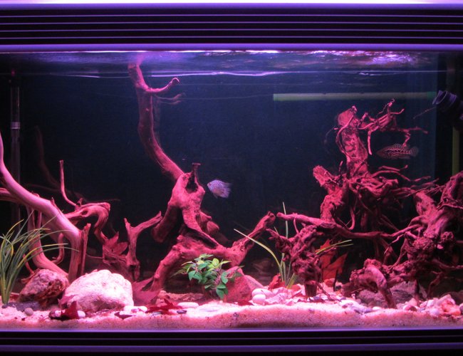 100 gallons freshwater fish tank (mostly fish and non-living decorations) - Central American Tank 100 gallons freshwater fish tank (mostly fish and non-living decorations) - Central American Tank