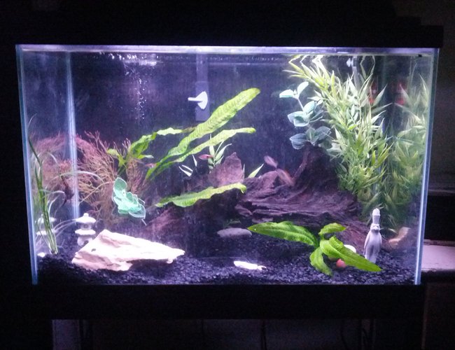 20 gallons freshwater fish tank (mostly fish and non-living decorations) - 20 gal with driftwood and rocks from lake Michigan. German blue rams, galaxy rasboras, Harlequin rasboras, angel, kuhlii loach. Java ferns and petoskey stones 20 gallons freshwater fish tank (mostly fish and non-living decorations) - 20 gal with driftwood and rocks from lake Michigan. German blue rams, galaxy rasboras, Harlequin rasboras, angel, kuhlii loach. Java ferns and petoskey stones