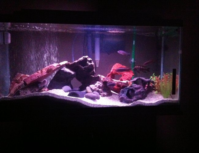 40 gallons freshwater fish tank (mostly fish and non-living decorations) - Made a few changes 40 gallons freshwater fish tank (mostly fish and non-living decorations) - Made a few changes