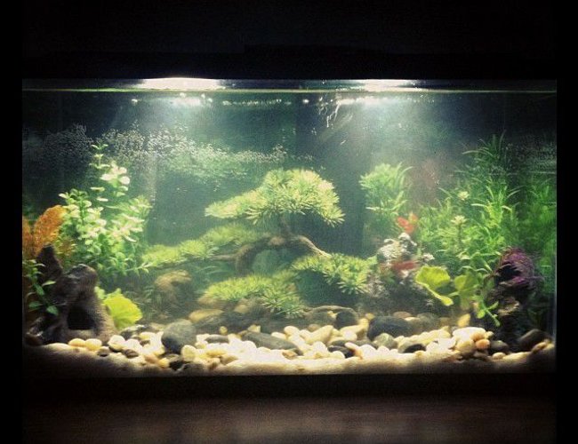10 gallons freshwater fish tank (mostly fish and non-living decorations) - First tank 10 gallons freshwater fish tank (mostly fish and non-living decorations) - First tank