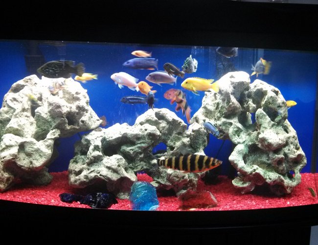 72 gallons freshwater fish tank (mostly fish and non-living decorations) - My 72 gallon bow front, mostly African Cichlid. Comments welcome! I'm always looking for ideas. 72 gallons freshwater fish tank (mostly fish and non-living decorations) - My 72 gallon bow front, mostly African Cichlid. Comments welcome! I'm always looking for ideas.