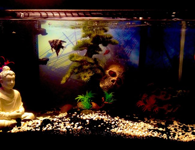 100 gallons freshwater fish tank (mostly fish and non-living decorations) - There's 3 others believe it or not ...they're just better at hiding when they know I'm trying to take a picture! 100 gallons freshwater fish tank (mostly fish and non-living decorations) - There's 3 others believe it or not ...they're just better at hiding when they know I'm trying to take a picture!