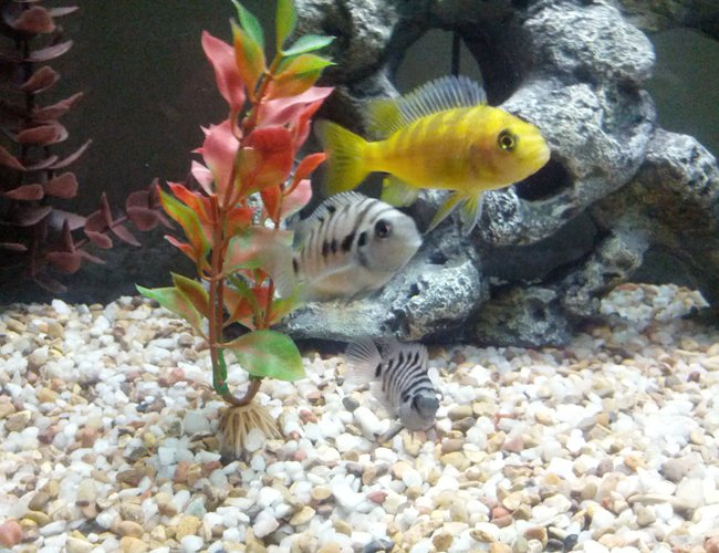 60 gallons freshwater fish tank (mostly fish and non-living decorations) - My first three fish 60 gallons freshwater fish tank (mostly fish and non-living decorations) - My first three fish