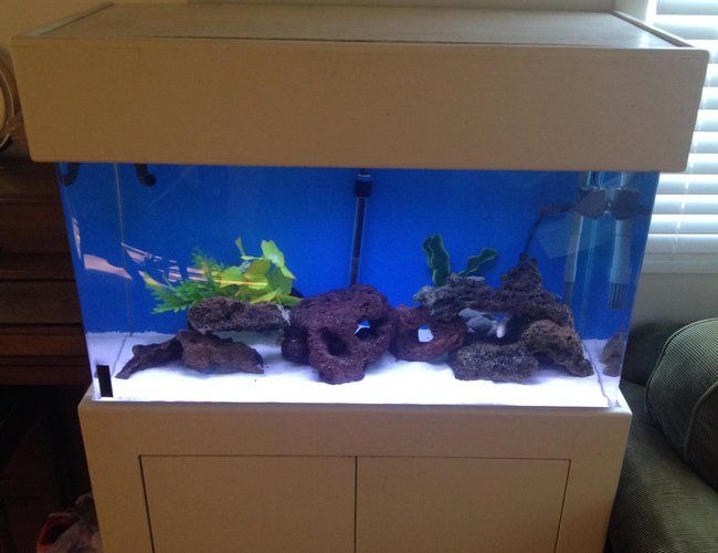 10 gallons freshwater fish tank (mostly fish and non-living decorations) - 55 Gallon fish tank with 4 African ciclids 10 gallons freshwater fish tank (mostly fish and non-living decorations) - 55 Gallon fish tank with 4 African ciclids