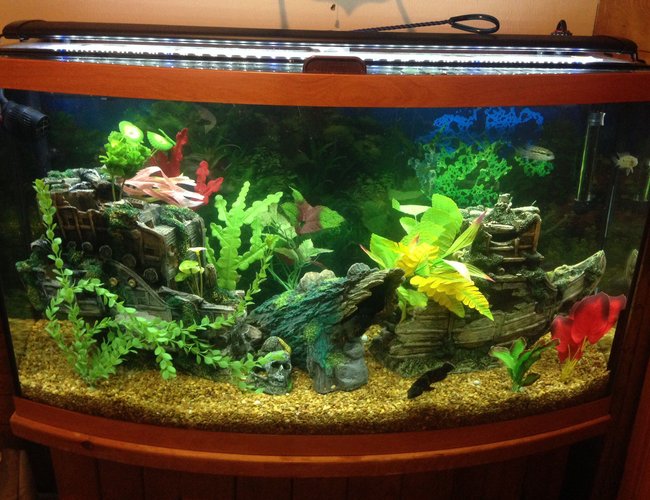 46 gallons freshwater fish tank (mostly fish and non-living decorations) - Sunken garden shipwreck 46 gallons freshwater fish tank (mostly fish and non-living decorations) - Sunken garden shipwreck