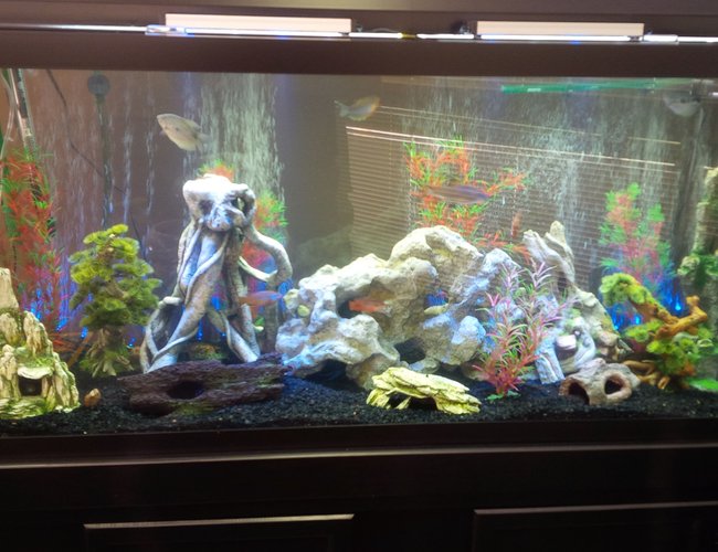 120 gallons freshwater fish tank (mostly fish and non-living decorations) - Original setup 120 gallons freshwater fish tank (mostly fish and non-living decorations) - Original setup