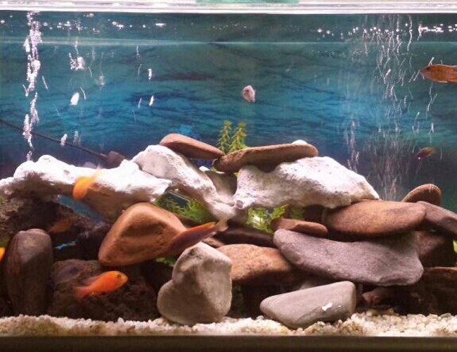 45 gallons freshwater fish tank (mostly fish and non-living decorations) - 4ft freshwater water aquarium with approx 18 mixed african cichlids and 1 clown loach and 1 cuckoo catfish. 45 gallons freshwater fish tank (mostly fish and non-living decorations) - 4ft freshwater water aquarium with approx 18 mixed african cichlids and 1 clown loach and 1 cuckoo catfish.