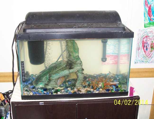 65 gallons freshwater fish tank (mostly fish and non-living decorations) - Breeding tank. 65 gallons freshwater fish tank (mostly fish and non-living decorations) - Breeding tank.