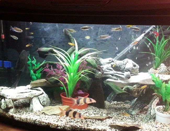 23 gallons freshwater fish tank (mostly fish and non-living decorations) - Trying to create a happy place for the loaches and shark while creating a bit of freedom for my tetras 23 gallons freshwater fish tank (mostly fish and non-living decorations) - Trying to create a happy place for the loaches and shark while creating a bit of freedom for my tetras