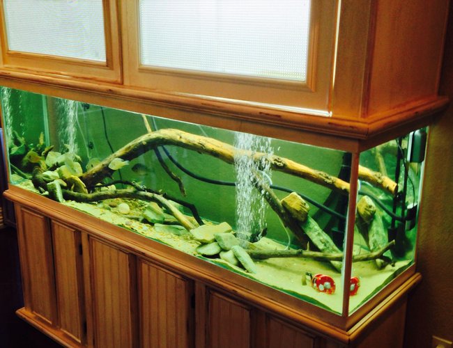 120 gallons freshwater fish tank (mostly fish and non-living decorations) - 120 gallon native tank. Everything in this tank came from my river. The large canopy is for my aqauponic system. The water from the tank is filtered thru the grow beds cleaning the water and feeding my plants. 120 gallons freshwater fish tank (mostly fish and non-living decorations) - 120 gallon native tank. Everything in this tank came from my river. The large canopy is for my aqauponic system. The water from the tank is filtered thru the grow beds cleaning the water and feeding my plants.