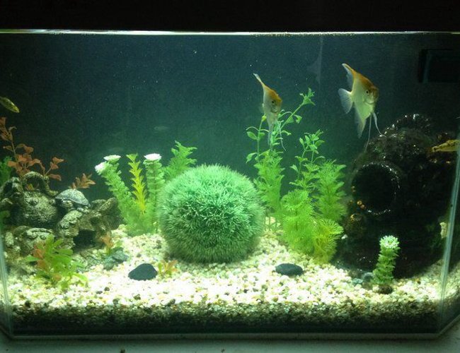 60 gallons freshwater fish tank (mostly fish and non-living decorations) - Updated 60 gallons freshwater fish tank (mostly fish and non-living decorations) - Updated