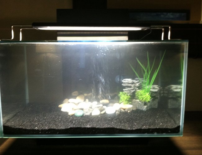 7 gallons freshwater fish tank (mostly fish and non-living decorations) - This is my tank I will upload more as I go 7 gallons freshwater fish tank (mostly fish and non-living decorations) - This is my tank I will upload more as I go