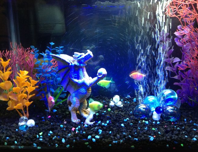 10 gallons freshwater fish tank (mostly fish and non-living decorations) - Freak fish in their unnatural habitat. 10 gallons freshwater fish tank (mostly fish and non-living decorations) - Freak fish in their unnatural habitat.