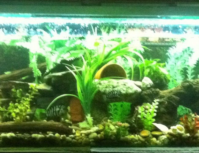 90 gallons freshwater fish tank (mostly fish and non-living decorations) - My 6ft tank 90 gallons freshwater fish tank (mostly fish and non-living decorations) - My 6ft tank