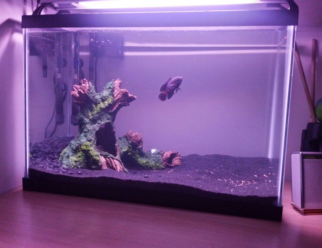 20 gallons freshwater fish tank (mostly fish and non-living decorations) - Last sunday I took 1,0 of tafil and suddenly I had the urge to go to petco. 20 gallons freshwater fish tank (mostly fish and non-living decorations) - Last sunday I took 1,0 of tafil and suddenly I had the urge to go to petco.