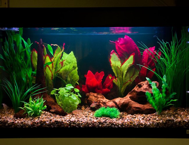 27 gallons freshwater fish tank (mostly fish and non-living decorations) - Many of you saw the previous incarnation of this tank several weeks back. Well this is take two, which incorporates many of the subtle improvements I was planning to implement. The tank is designed simply to be a colorful centrepiece to my living room. As such it is not replicating any particular habitat. I Just want it to pop! 27 gallons freshwater fish tank (mostly fish and non-living decorations) - Many of you saw the previous incarnation of this tank several weeks back. Well this is take two, which incorporates many of the subtle improvements I was planning to implement. The tank is designed simply to be a colorful centrepiece to my living room. As such it is not replicating any particular habitat. I Just want it to pop!